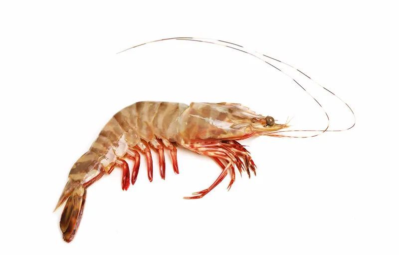 What is the difference between prawns, bamboo shrimps, ninesegmented shrimps, and jiwei shrimps