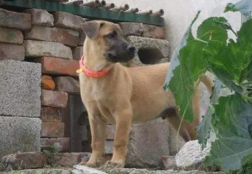 目前在农村 为什么留守妇女喜欢养狗 原来有这样的秘密 资讯咖