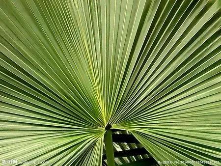 蒲扇的工艺 资讯咖