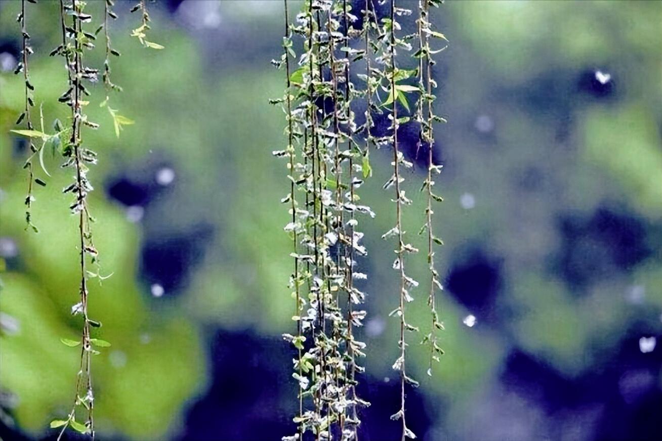 It's the catkin flying season again, 11 most beautiful catkin poems ...