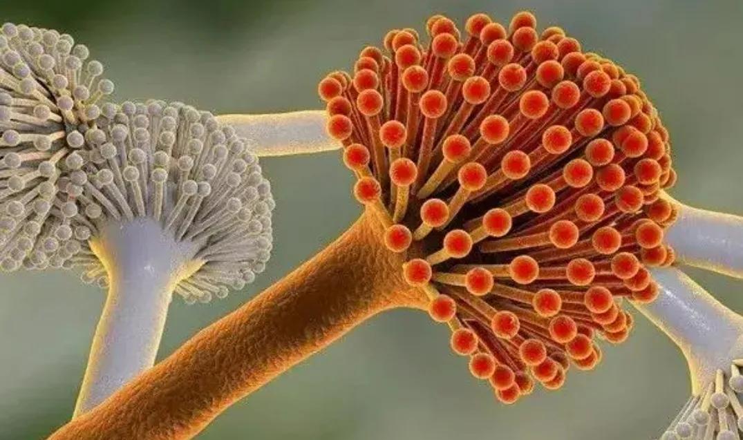 Do you know these amazing microbes? - iNEWS