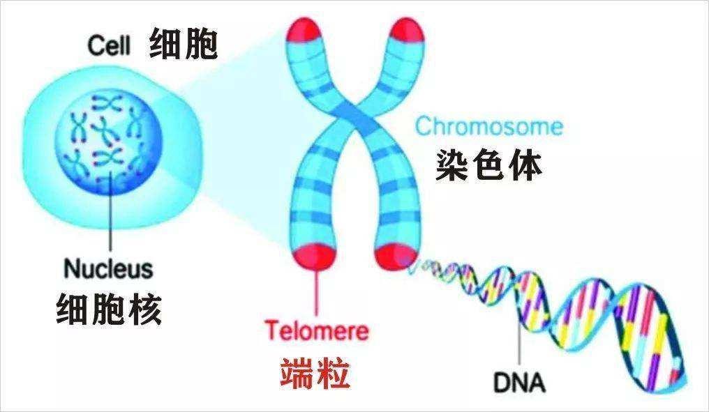 海拉細胞 人死了 細胞還活著 至今已分裂5000萬噸 拯救上億人 資訊咖