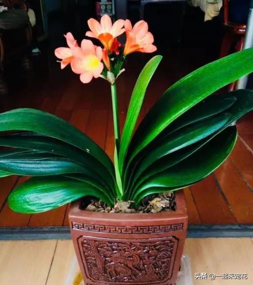 想要君子兰花大色艳 掌握几个关键点 叶片油绿挺拔如折扇 资讯咖