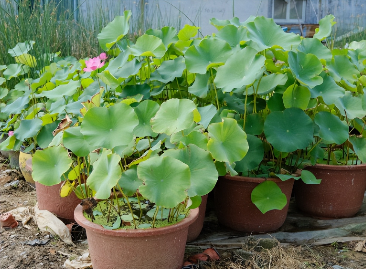 The lotus only grows leaves but does not bloom, don't worry, know these