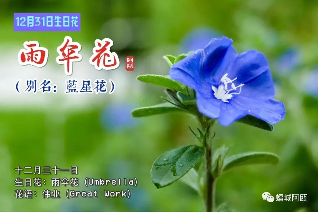 Poetry And Flower Umbrella Author Wang Ye Inews