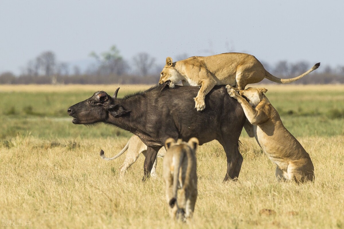 4 lionesses besieged a buffalo taking turns crawling and biting on the back of prey - MINNEWS