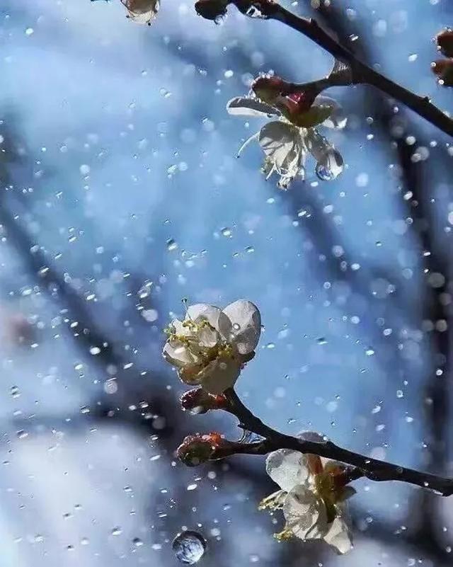 梅花的拍攝要點和構圖技巧 一篇文章給你講全 資訊咖