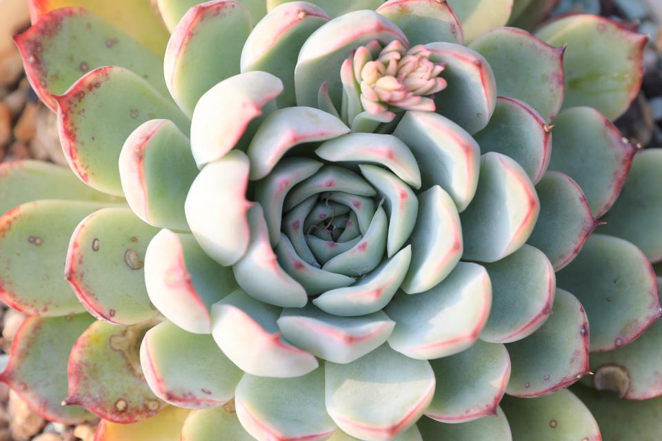 艳姬 景天科拟石莲花属多肉植物 园艺杂交 花月夜系列品种 资讯咖 艳姬 景天科拟石莲花属多肉植物 园艺杂交 花月夜系列品种 资讯咖
