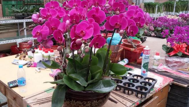 逛花市买盆栽 哪些举动是 自觉赚了便宜 却中了商家的套路 资讯咖