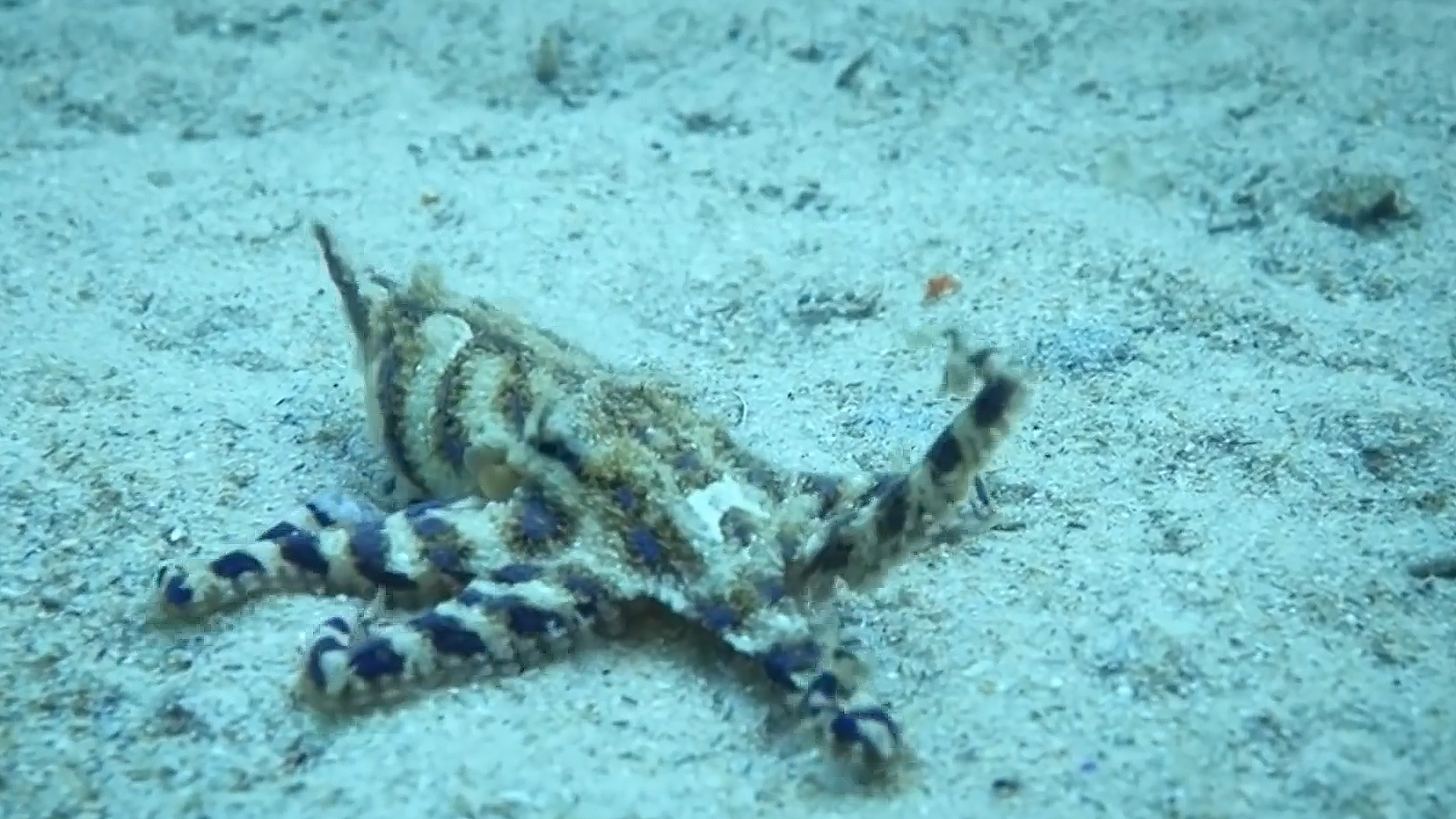 How powerful is the blueringed octopus?More poisonous than king cobras