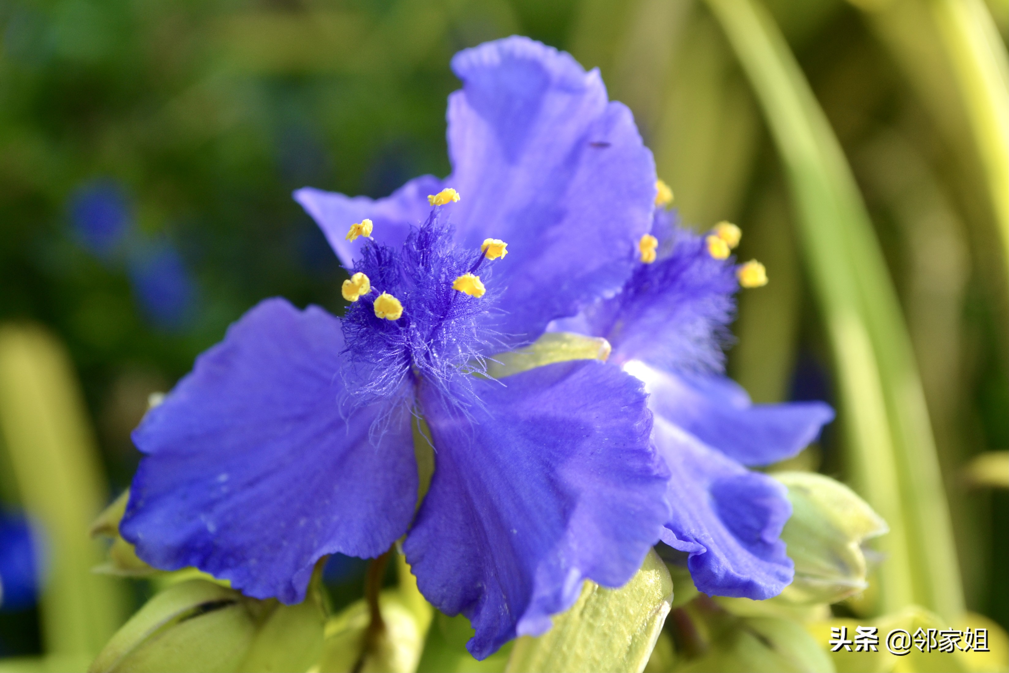花如其名的紫露草 资讯咖