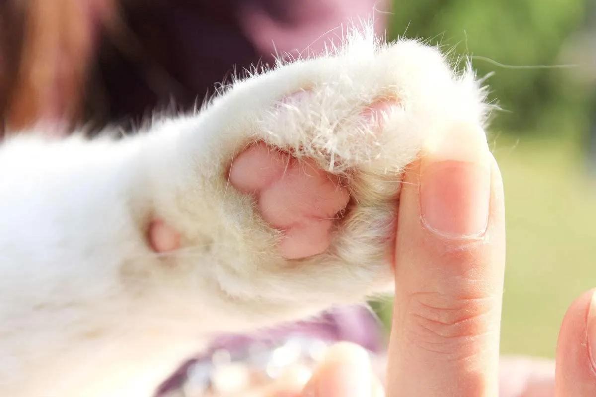 Will the kitten get hot if the air conditioner is not turned on at home