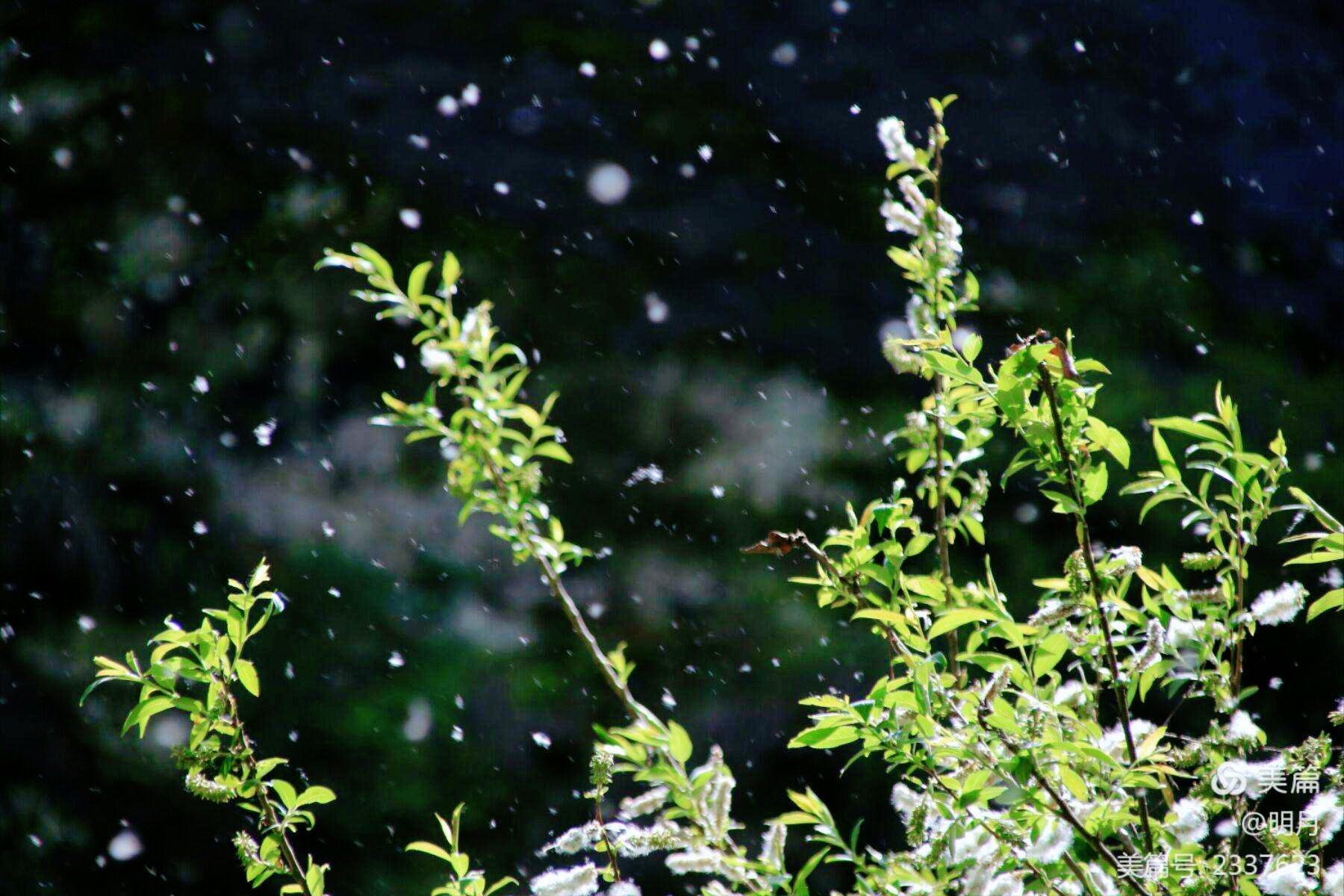 It's the catkin flying season again, 11 most beautiful catkin poems ...