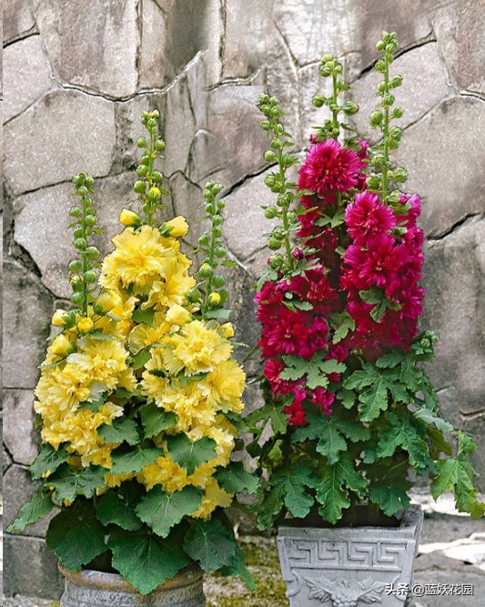 开花多 花期长 好养活的蜀葵 承包你花园夏季亮点 资讯咖