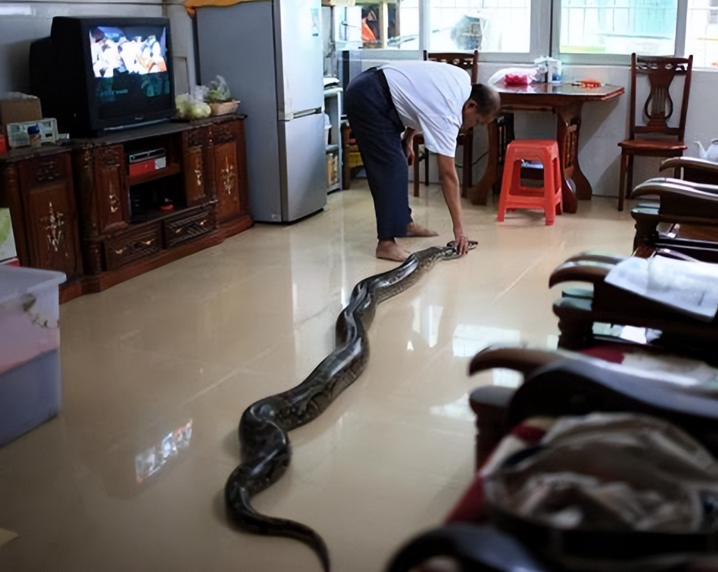 In 1996, Hainan Giant Python was willing to be a 