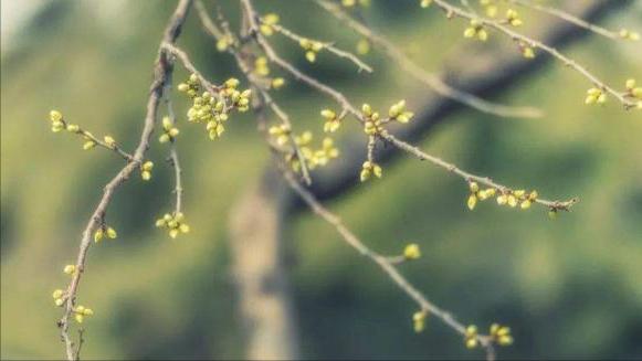 春色在诗文 或是醉卧春秀 或是愁入春情 资讯咖