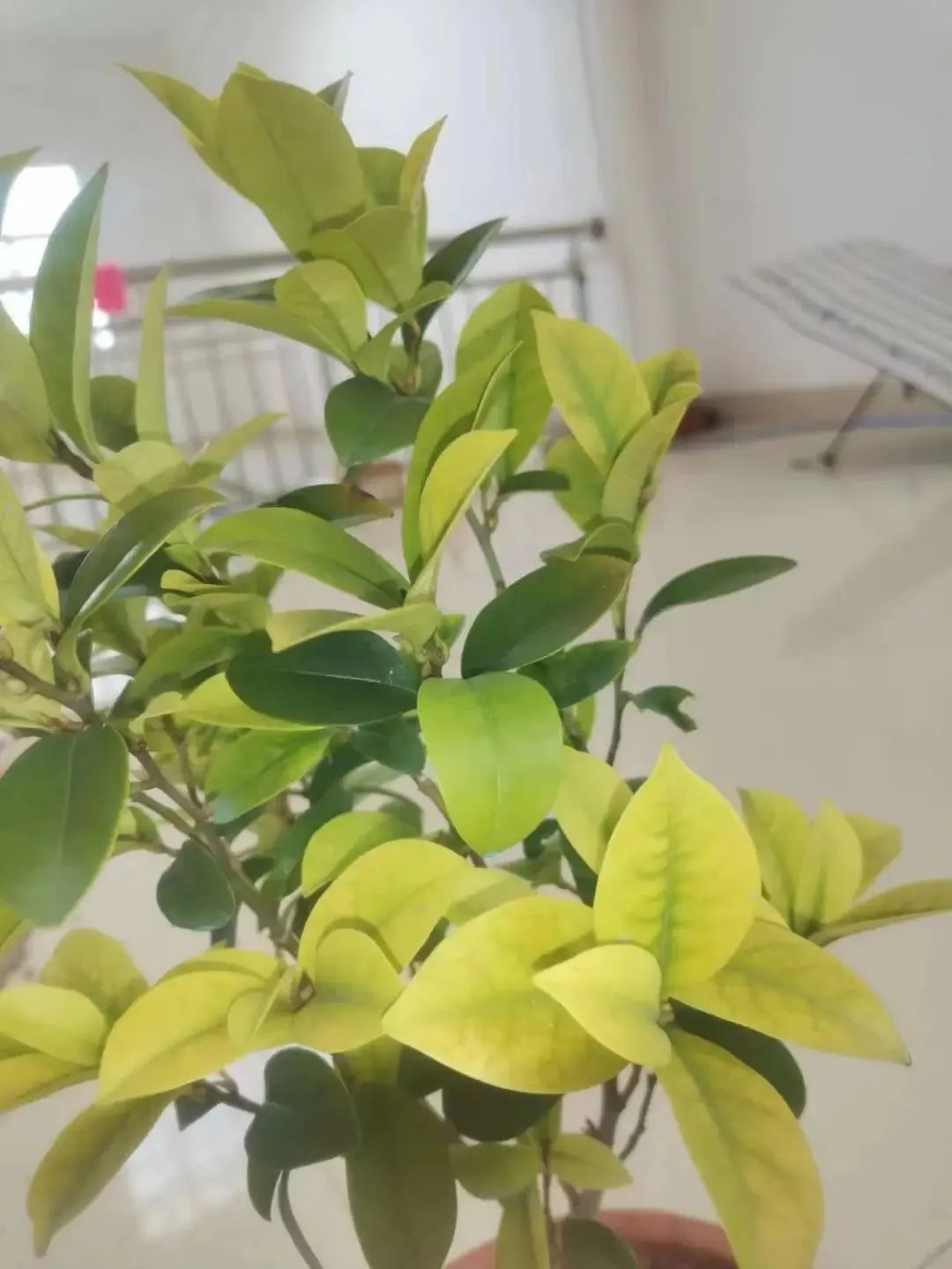 Gardenia has irondeficiency yellow leaves, and iron supplementation is not enough. Alkaline