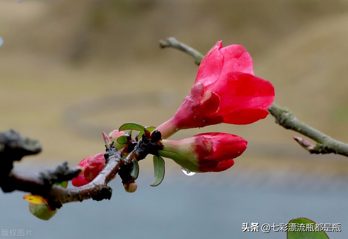 花开抱早春的景色 资讯咖