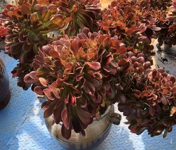 逛花市买盆栽 哪些举动是 自觉赚了便宜 却中了商家的套路 资讯咖