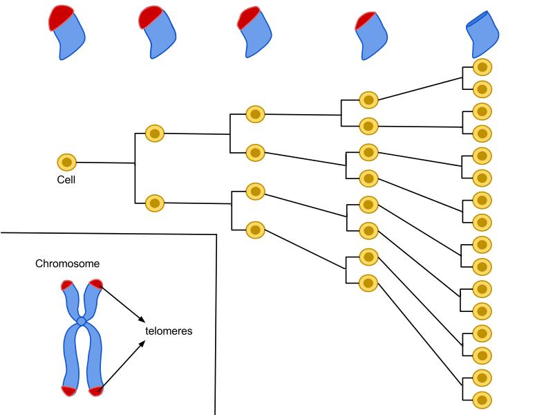 海拉細胞 人死了 細胞還活著 至今已分裂5000萬噸 拯救上億人 資訊咖