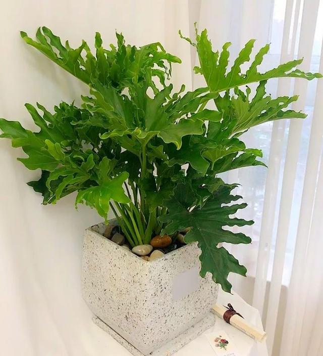 6 shadetolerant flowers that grow well indoors, afraid of seeing