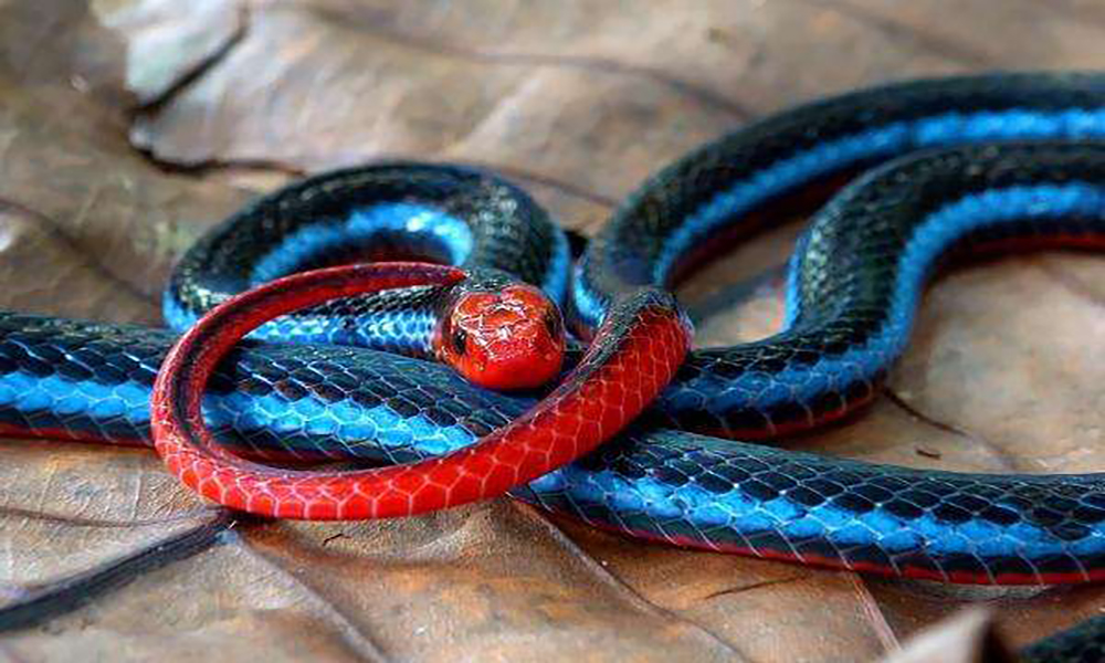 Ular blue coral