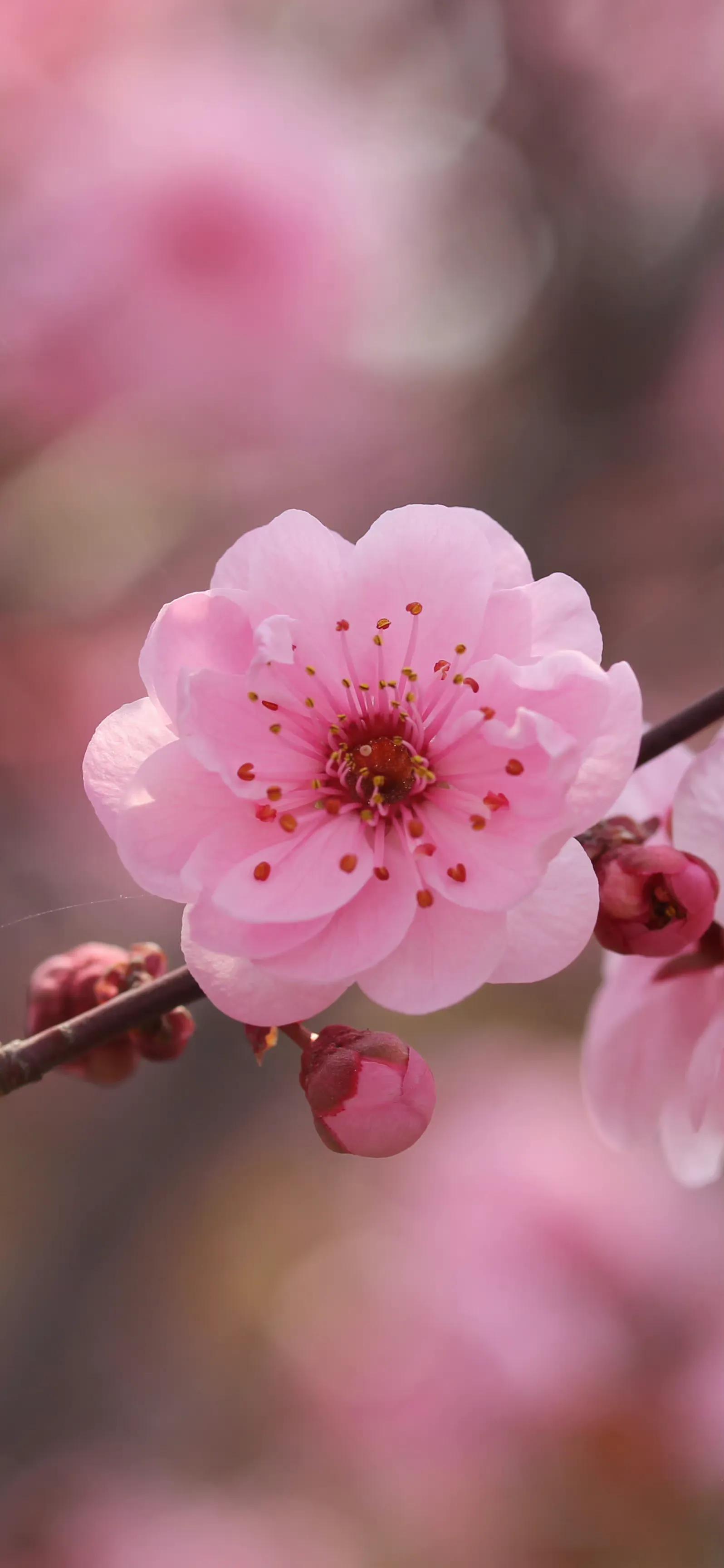 壁紙 春暖花開 資訊咖