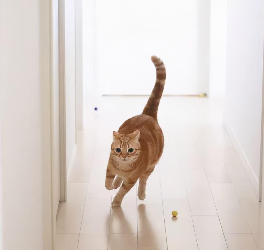 Why do cats suddenly run around the house like crazy?for these reasons iNEWS