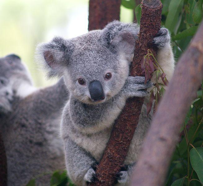 australia-will-spend-220-million-to-protect-koalas-and-the-number-of