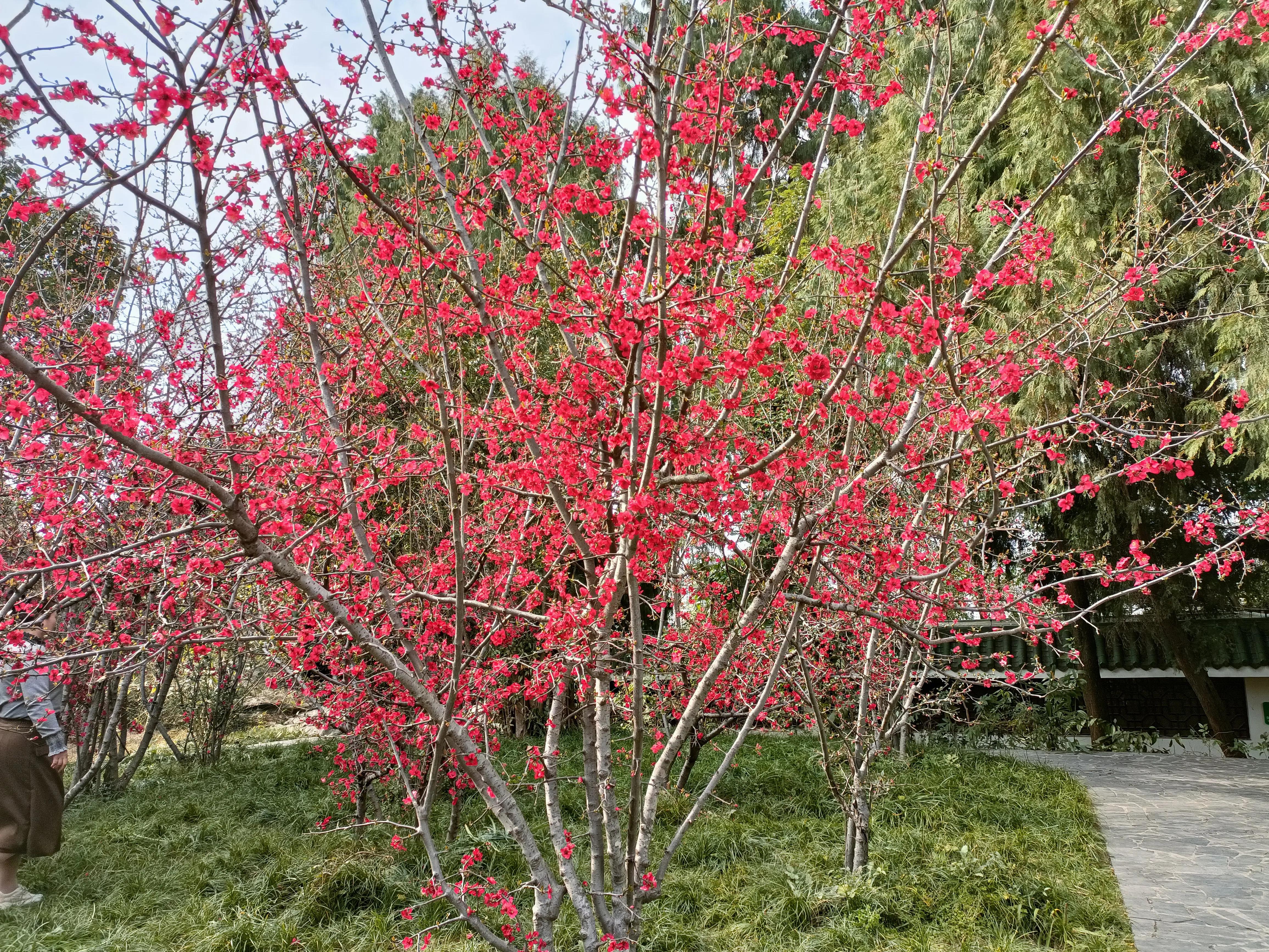 富樂花開結金蘭 資訊咖