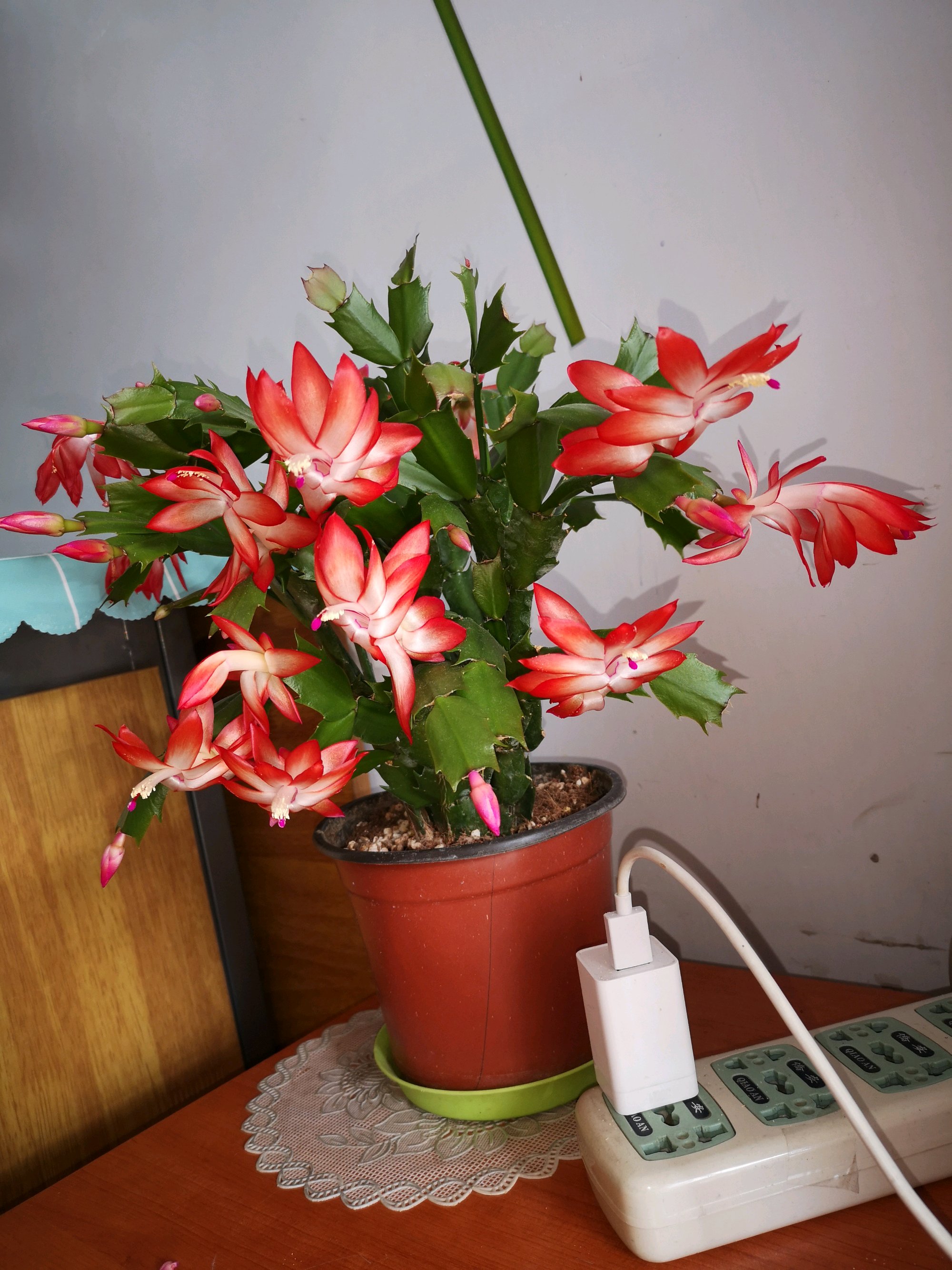 年宵花 新宠 胭脂 美丽又喜庆 冬春季开花 在室内也能养好 资讯咖