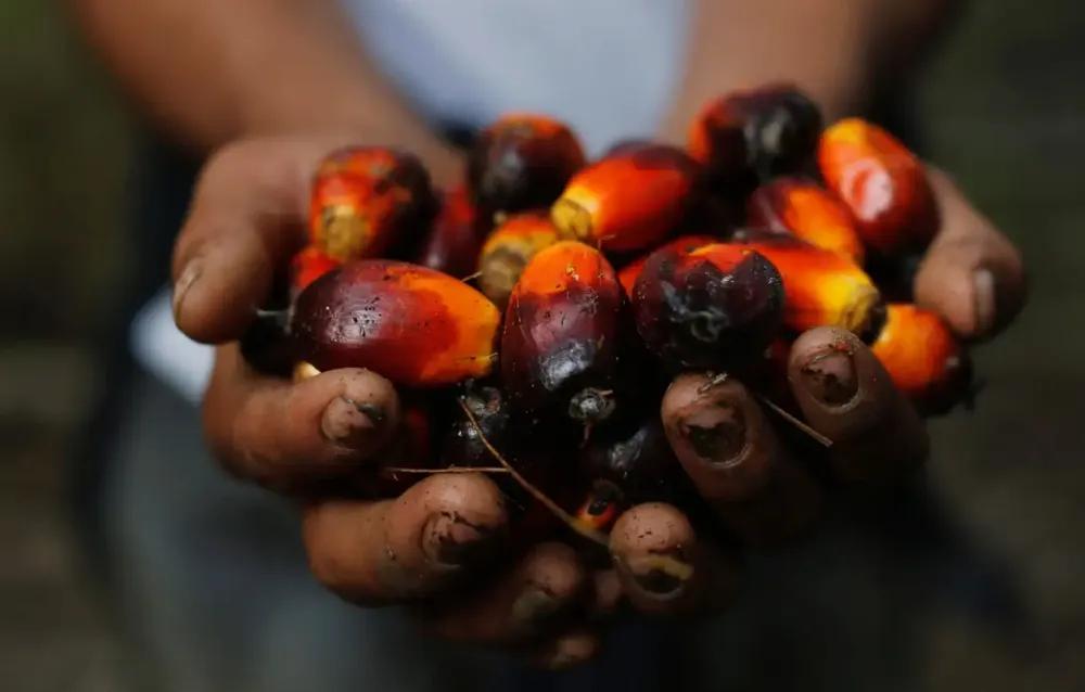 Indonesia to lift palm oil export ban after China lifts ban on Canadian canola oil imports iNEWS
