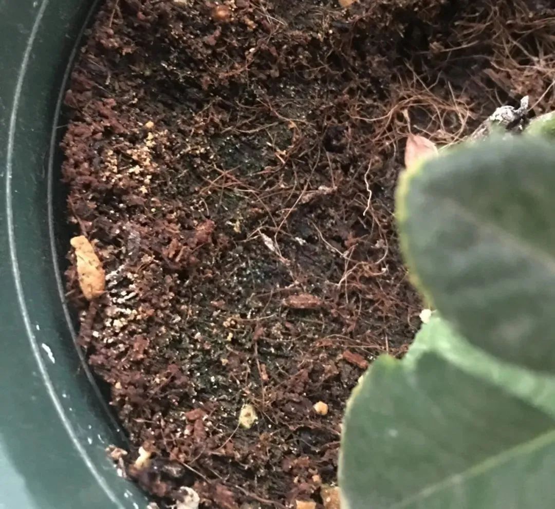 Gardenia has irondeficiency yellow leaves, and iron supplementation is not enough. Alkaline