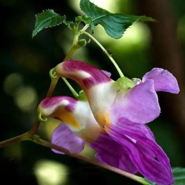 A selection of 66 kinds of rare, rare and peculiar flowers abroad, you ...