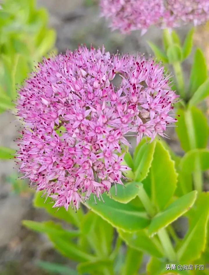 It symbolizes good luck, landscaping and succulents we often see - iNEWS