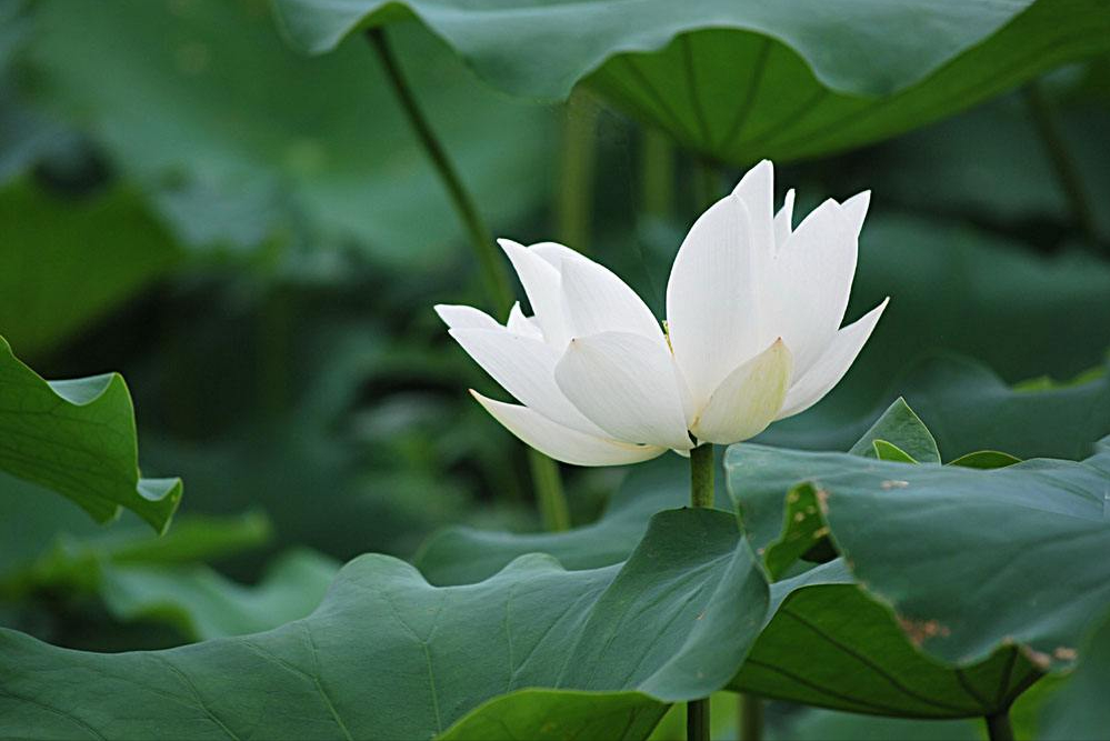 30 Beautiful Lotus Poems, Let The Poetic Lotus Bring You The Beauty Of 