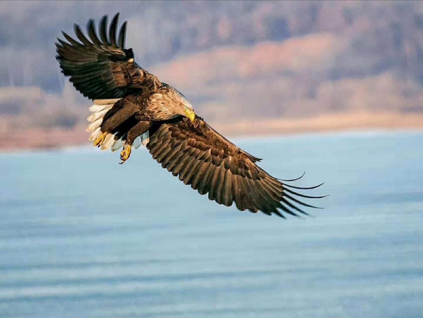 An unpowered glider can glide for thousands of kilometers, but why can the gliding shells only