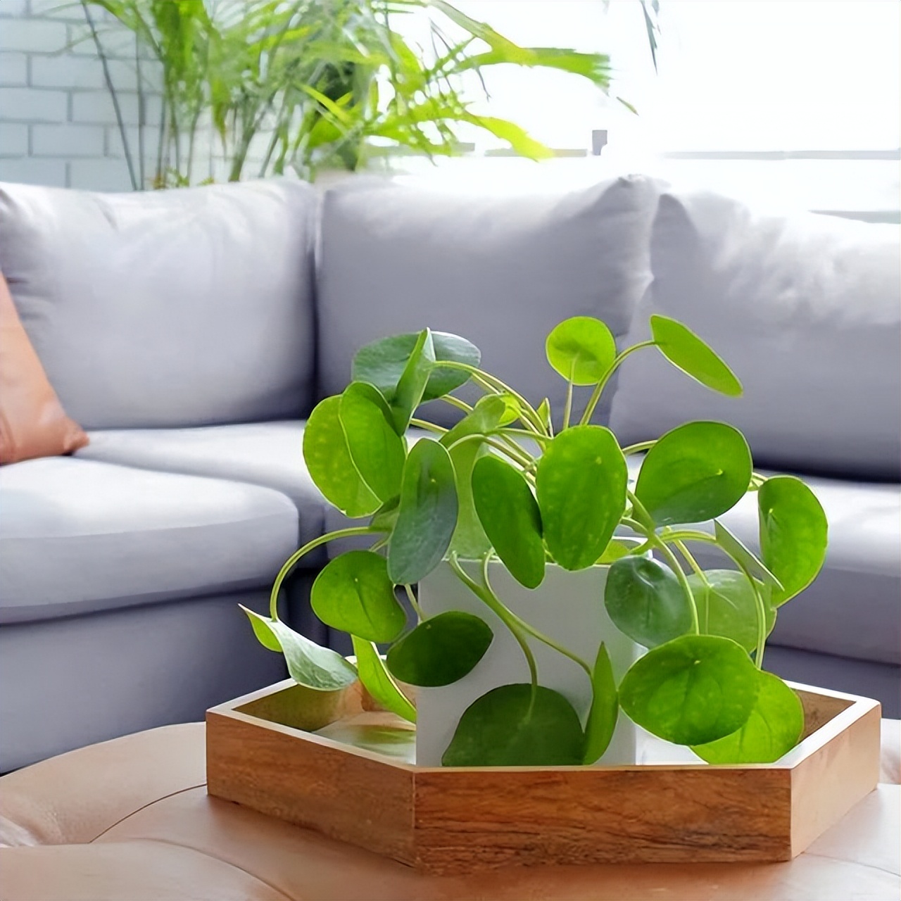 6 shadetolerant flowers that grow well indoors, afraid of seeing