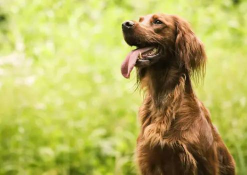 目前在农村 为什么留守妇女喜欢养狗 原来有这样的秘密 资讯咖