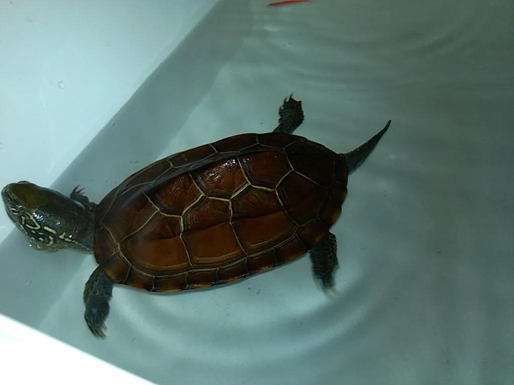 What's the point of keeping turtles at home? iNEWS