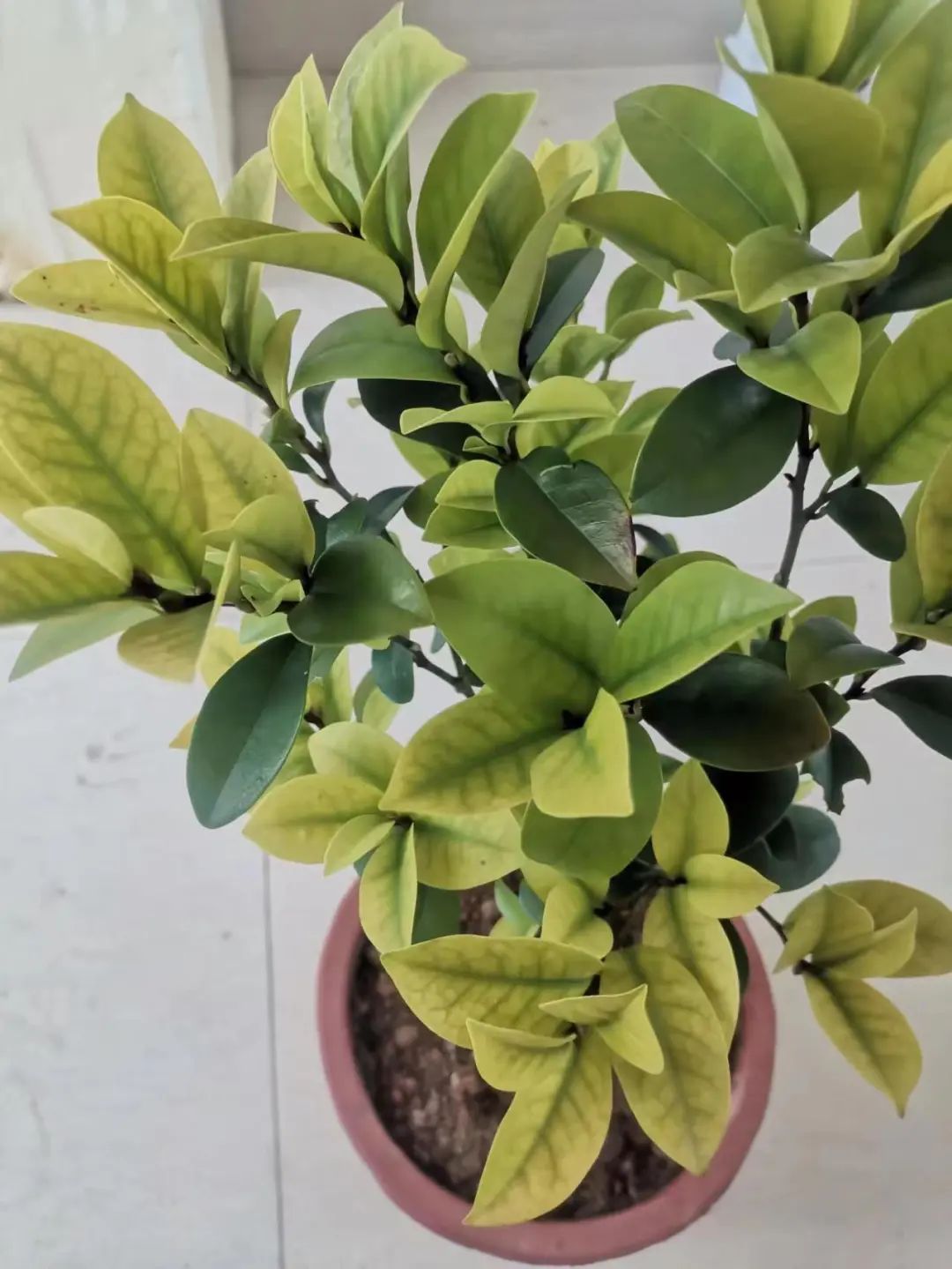 Gardenia has irondeficiency yellow leaves, and iron supplementation is not enough. Alkaline