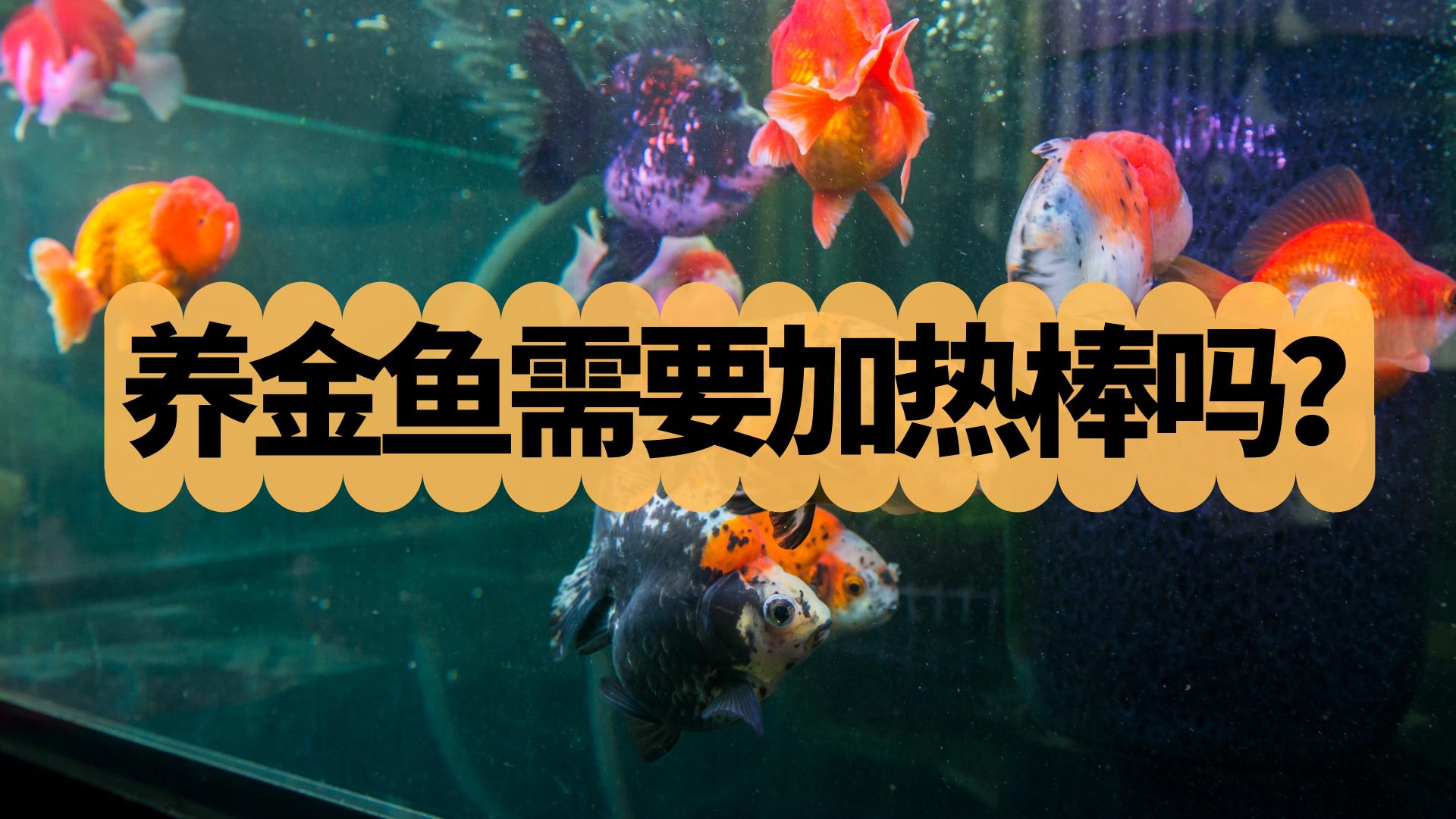 養金魚需要加熱棒嗎 適合金魚的水溫是多少 溫度差更重要 資訊咖