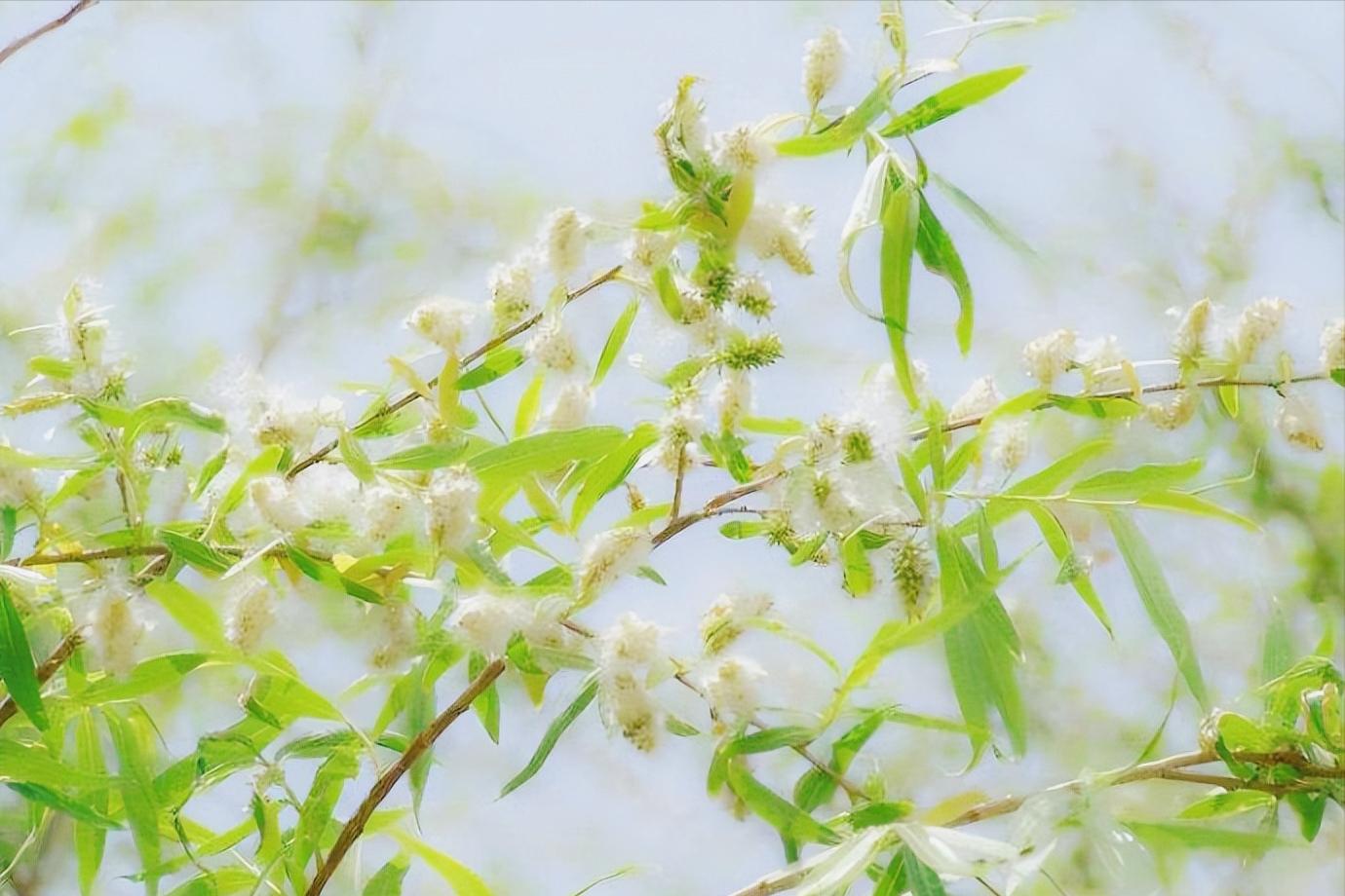 It's the catkin flying season again, 11 most beautiful catkin poems ...