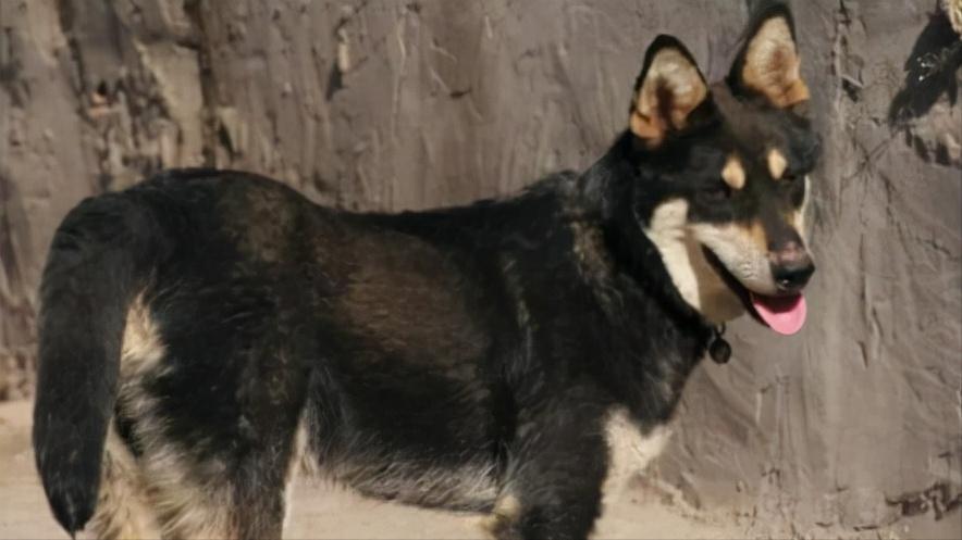 中华田园犬品种图鉴 资讯咖