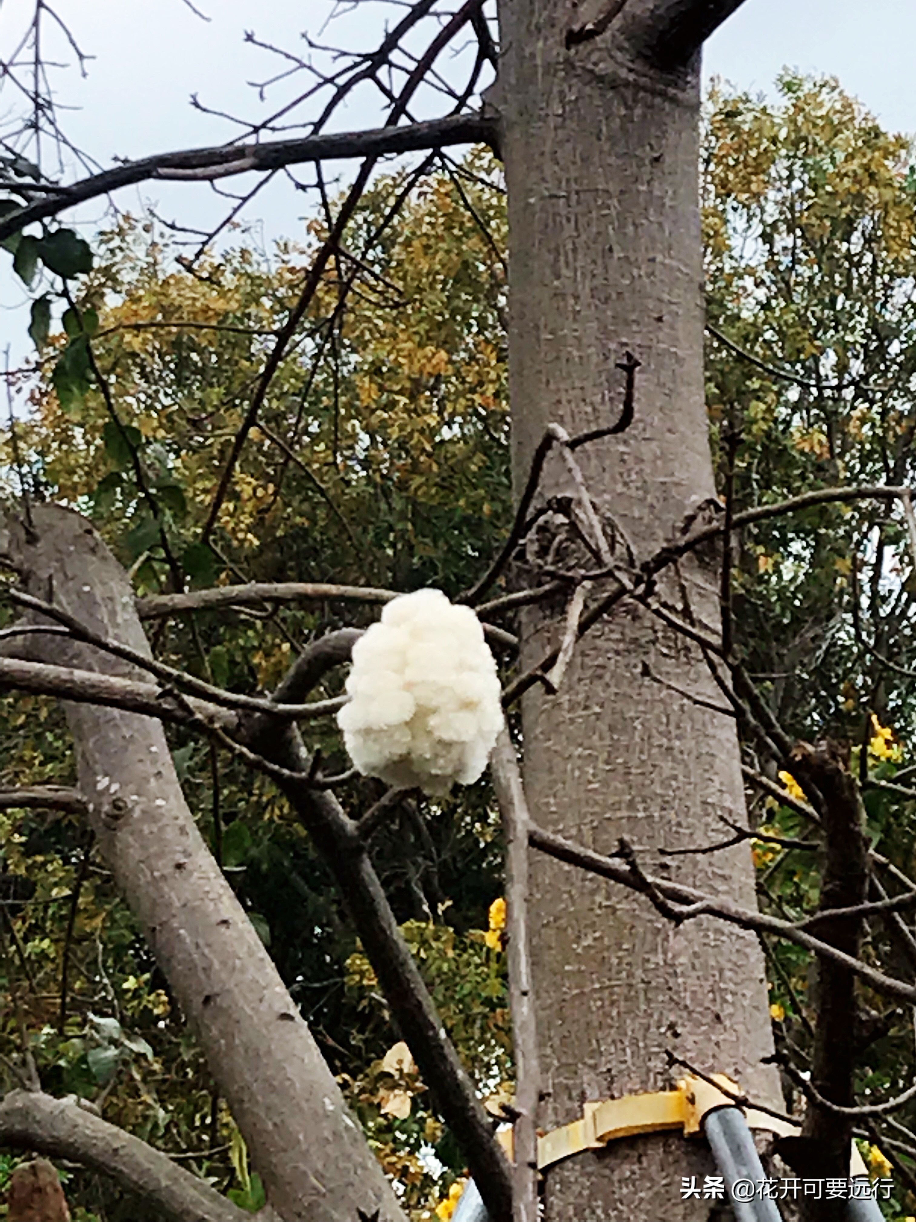 木棉花vs 异木棉 弄玉轻盈 飞琼淡泞 偶遇一棵开满鲜花的花旗木 资讯咖