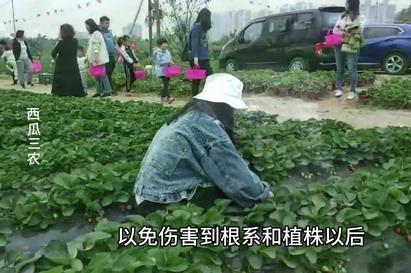 地里草莓怎么种的